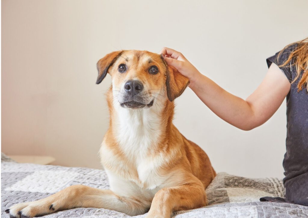 4 Pfoten in der Kita – Hundegestütztes Arbeiten mit Kindern (Ein Seminar mit ihrem Hund)