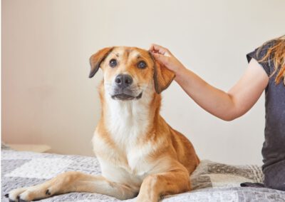 4 Pfoten in der Kita – Hundegestütztes Arbeiten mit Kindern  (Ein Seminar mit ihrem Hund)