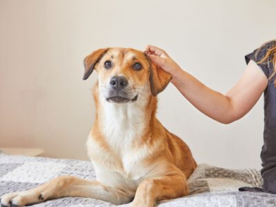 4 Pfoten in der Kita – Hundegestütztes Arbeiten mit Kindern  (Ein Seminar mit ihrem Hund)