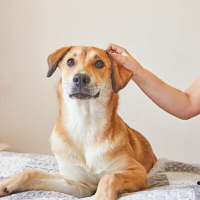 4 Pfoten in der Kita – Hundegestütztes Arbeiten mit Kindern  (Ein Seminar mit ihrem Hund)
