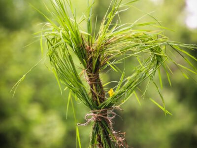 Dr. Wald – Lerne die heilende Kraft des Waldes kennen