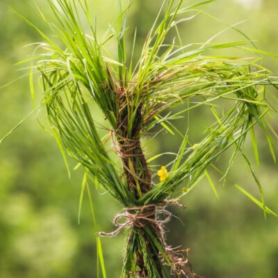 Dr. Wald – Lerne die heilende Kraft des Waldes kennen