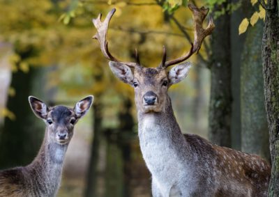 Ist das Reh nicht die Frau vom Hirsch…? Waldwissen für Wissbegierige – von Ahorn bis Zunderschwamm