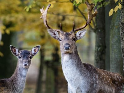 Ist das Reh nicht die Frau vom Hirsch…? Waldwissen für Wissbegierige – von Ahorn bis Zunderschwamm