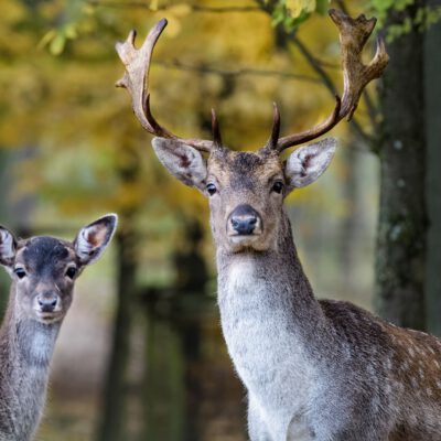 Ist das Reh nicht die Frau vom Hirsch…? Waldwissen für Wissbegierige – von Ahorn bis Zunderschwamm