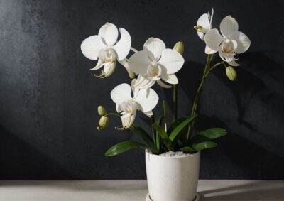 Orchideen in der Kita Hochsensible Kinder – hochsensible Fachkräfte