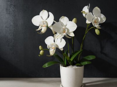Orchideen in der Kita hochsensible Kinder – hochsensible Fachkräfte