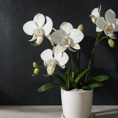 Orchideen in der Kita Hochsensible Kinder – hochsensible Fachkräfte