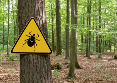 Safety First – Sicherheit im Wald