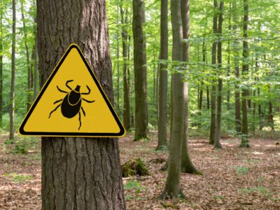 Safety First – Sicherheit im Wald