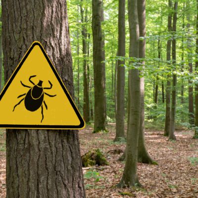 Safety First – Sicherheit im Wald
